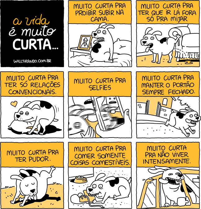 cão cachorro viva intensamente vida curta livro